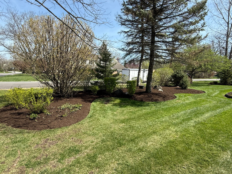 Front Yard Landscaping Upgrade - After