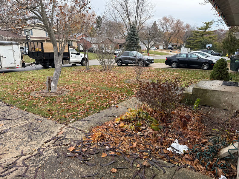 Front Yard Clean up - Before
